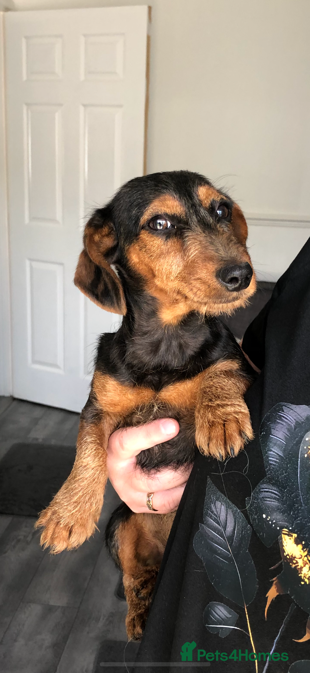 Mixed Breed dogs for sale: Dachshund cross Yorkshire terrier female  - Image 1