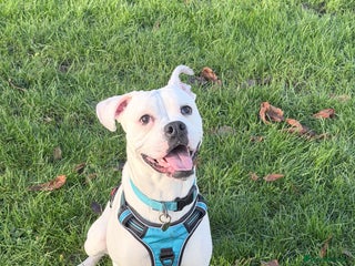 Mixed Breed dogs Mixed breed for rehoming - Advert 1