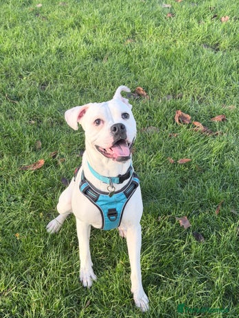 Mixed Breed dogs Mixed breed for rehoming - Advert 2