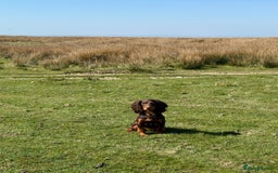 Cocker Spaniel dogs for sale: Stunning KC Working Cocker Spaniel Puppies - Image 15