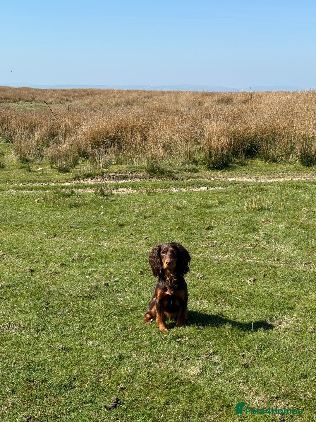 Cocker Spaniel dogs for sale: Stunning KC Working Cocker Spaniel Puppies - Image 15