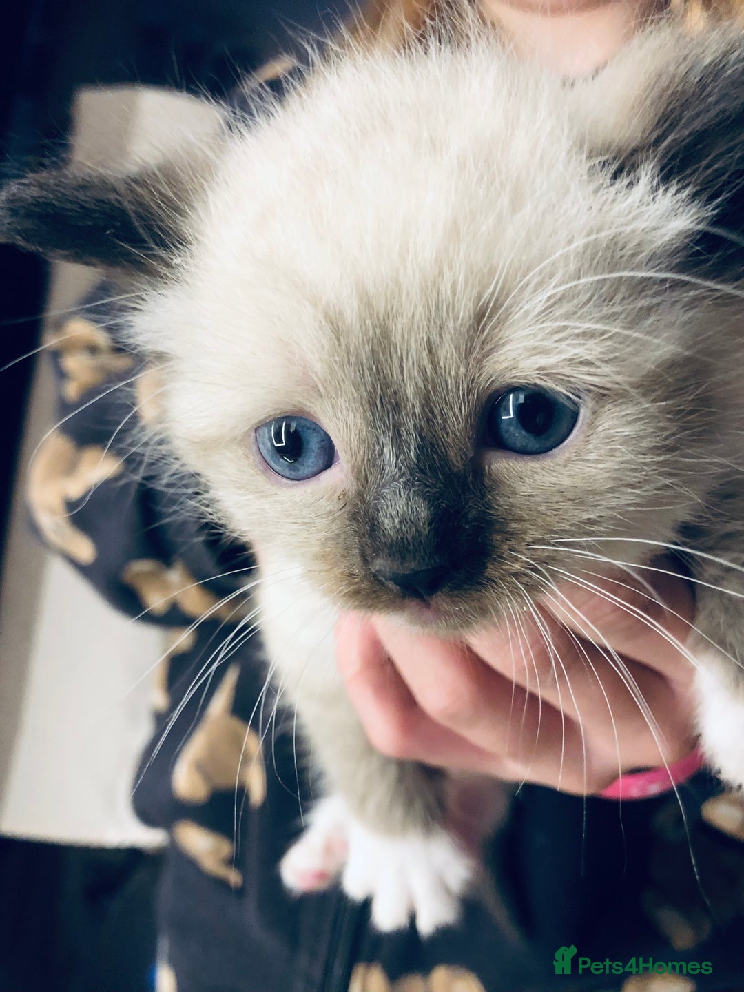 Ragdoll cats for sale: Ragdoll kittens  - Advert 29