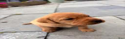 Labrador Retriever dogs for sale: Red Fox Labrador Retriever Puppies  - Advert 8