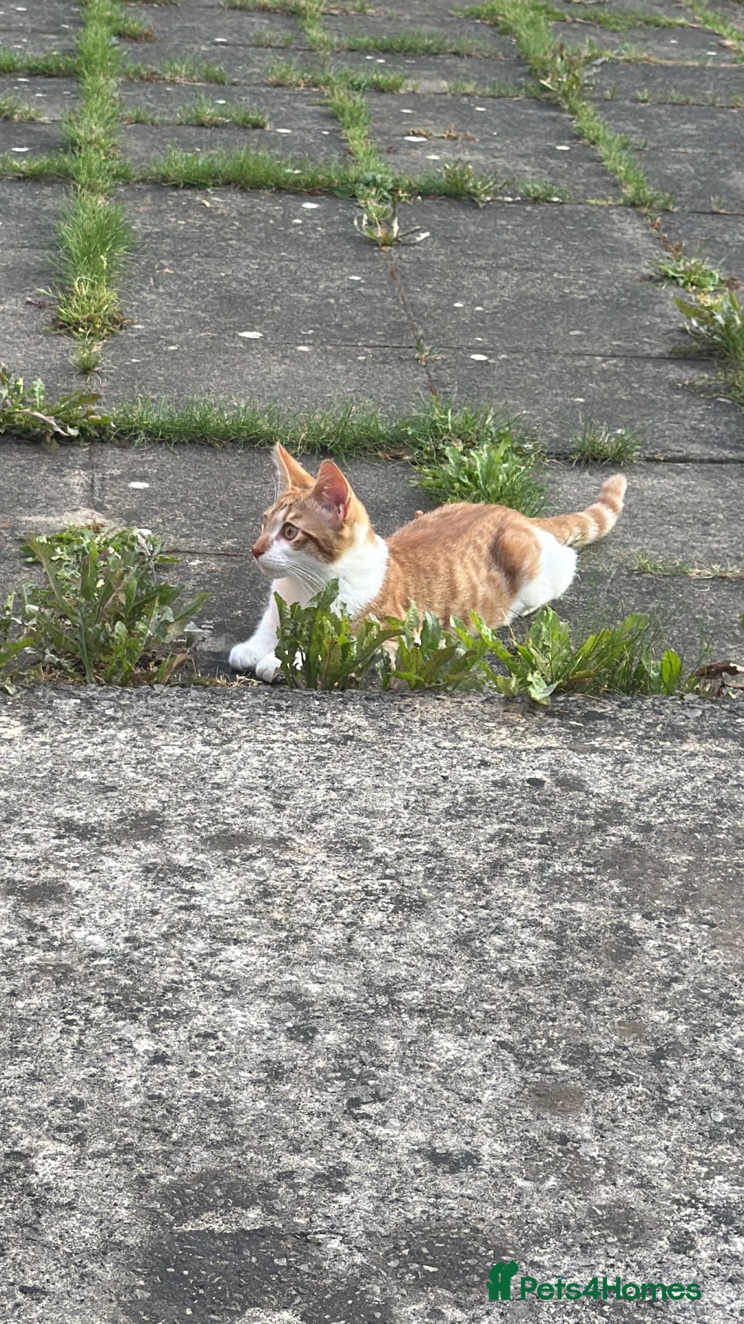 Mixed Breed cats for sale: Tabby kitten  - Advert 2