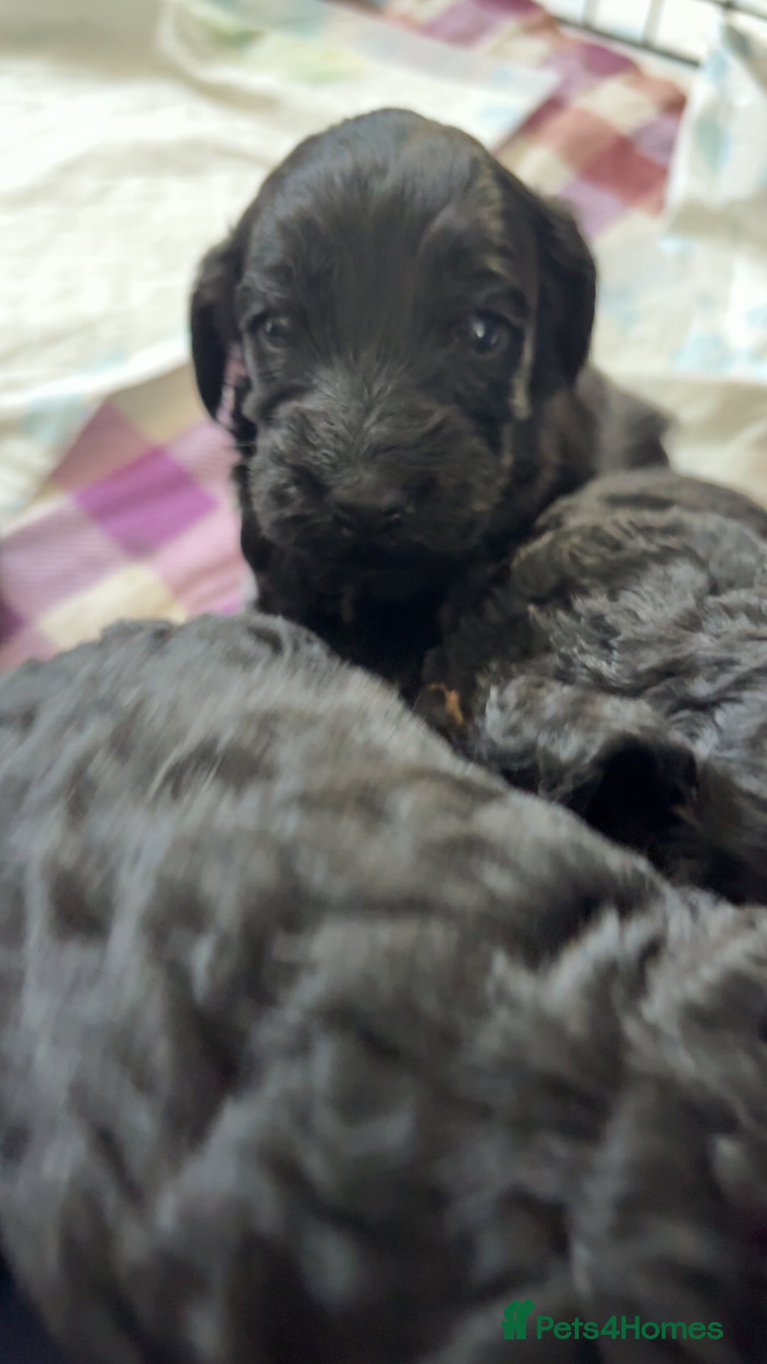 Cockapoo dogs for sale: F2 cockapoo puppies  - Image 8