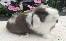 Mini Lop rabbits for sale: Mini lop buck - Image 2