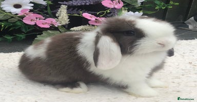 Mini Lop rabbits - Advert 4