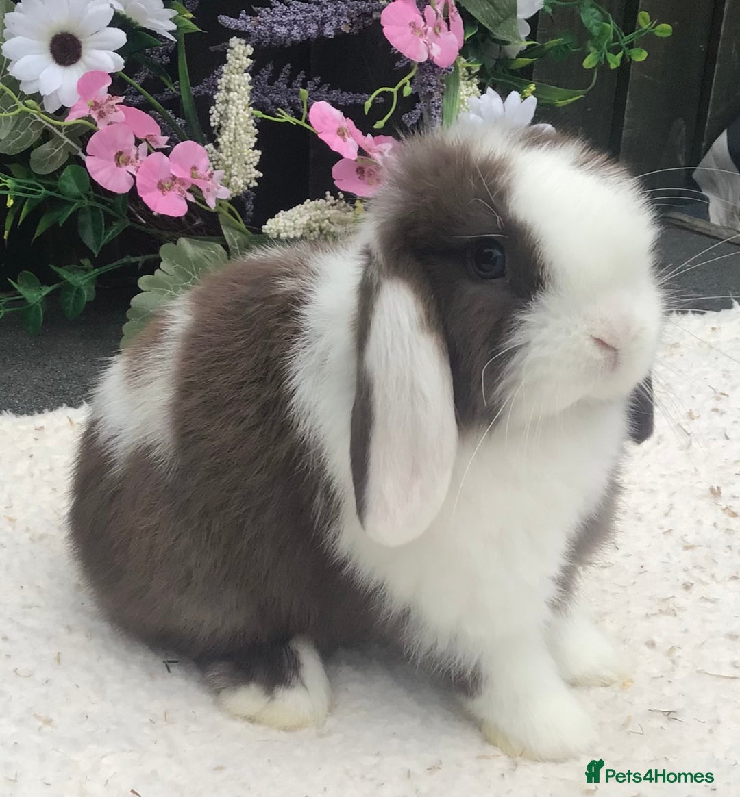 Mini Lop rabbits for sale: Mini lop buck - Image 2