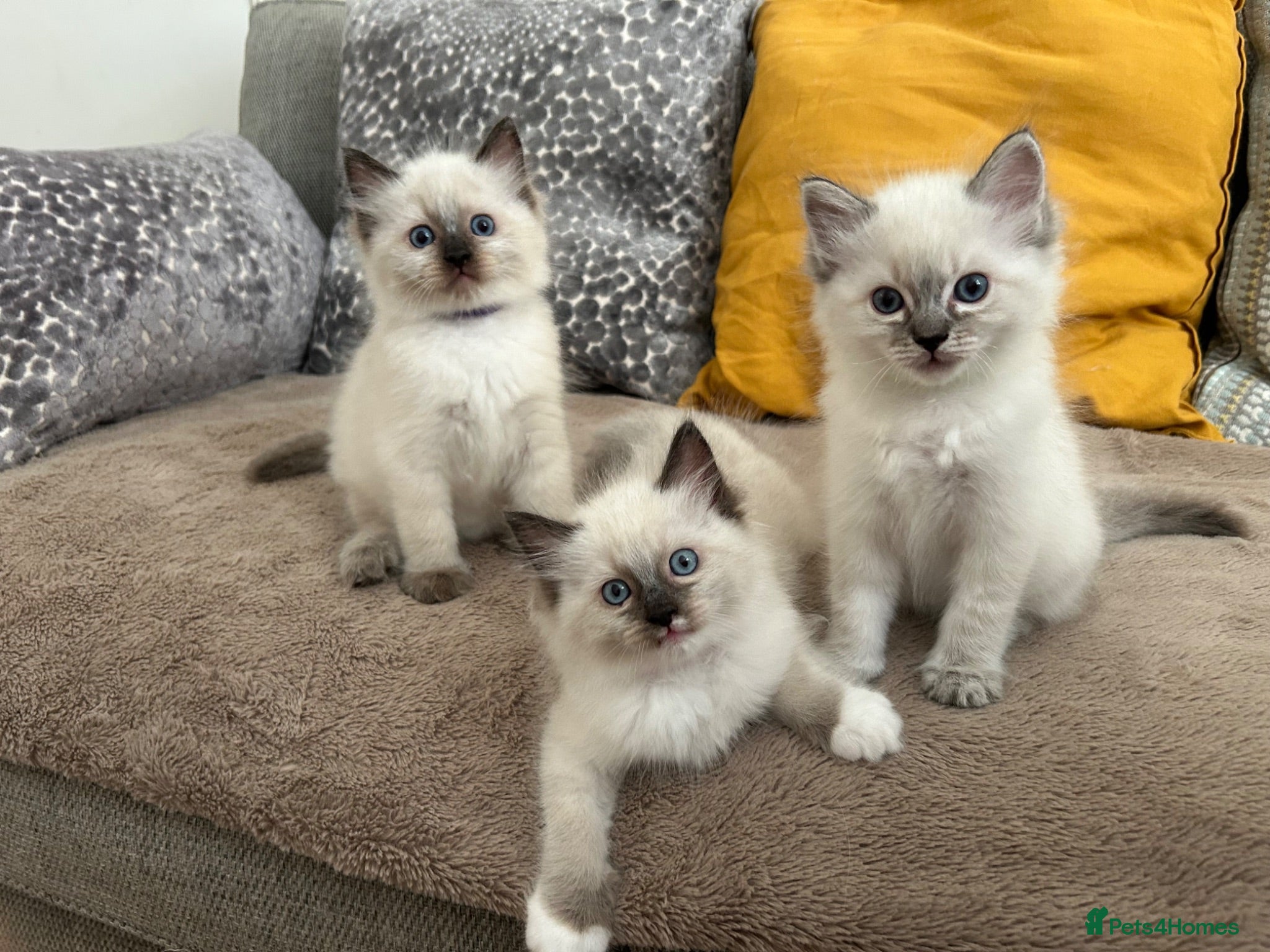 Ragdoll cats 🐾 Pure Ragdoll Kittens 🐾 - Advert 2