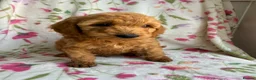 Cockapoo dogs for sale: LAST 3 READY TO LEAVE!!! COCKAPOO PUPPIES - Advert 28