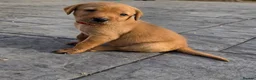 Labrador Retriever dogs for sale: Stunning Chunky KC Registered Red Labrador Puppies - Advert 18