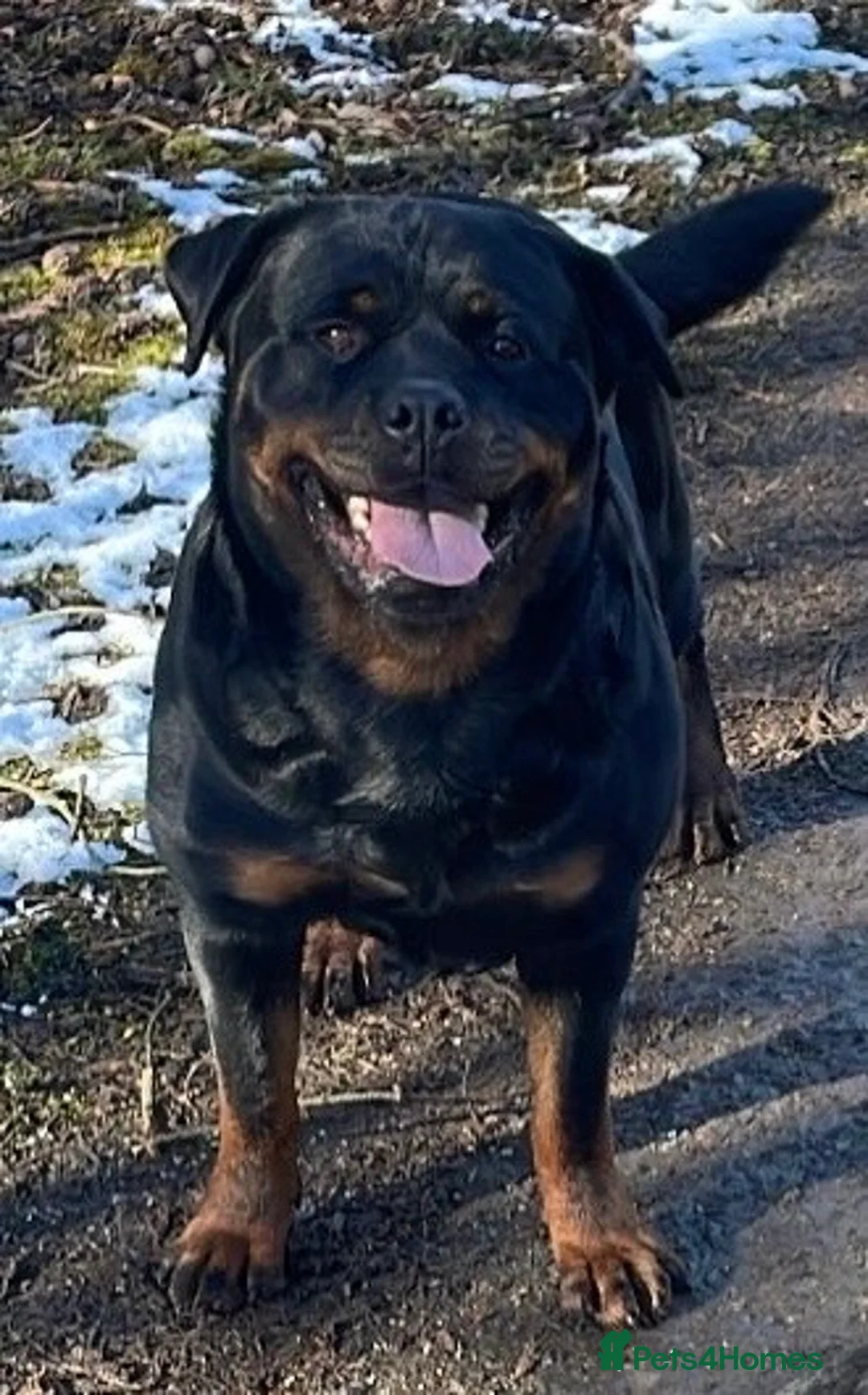 Rottweiler dogs for sale: £1200 Rottwieler pups kcreg.1 girl left. Ready now - Advert 4