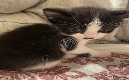 Domestic Shorthair cats for sale: Adorable Black & White Kittens  - Image 4