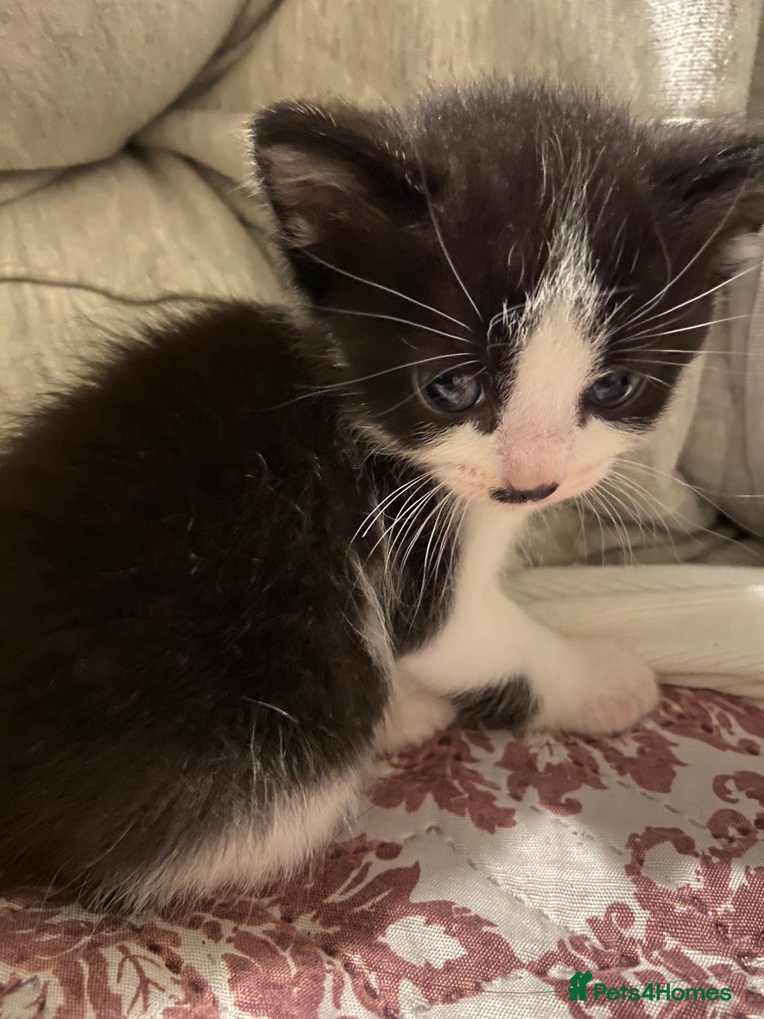 Domestic Shorthair cats for sale: Adorable Black & White Kittens  - Image 4