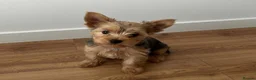Yorkshire Terrier dogs for sale: Yorkshire Terrier Puppies  - Advert 8