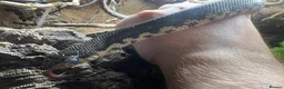 Snake reptiles for sale: CB2025 Giant Madagascan Hognose in Canterbury - Advert 2
