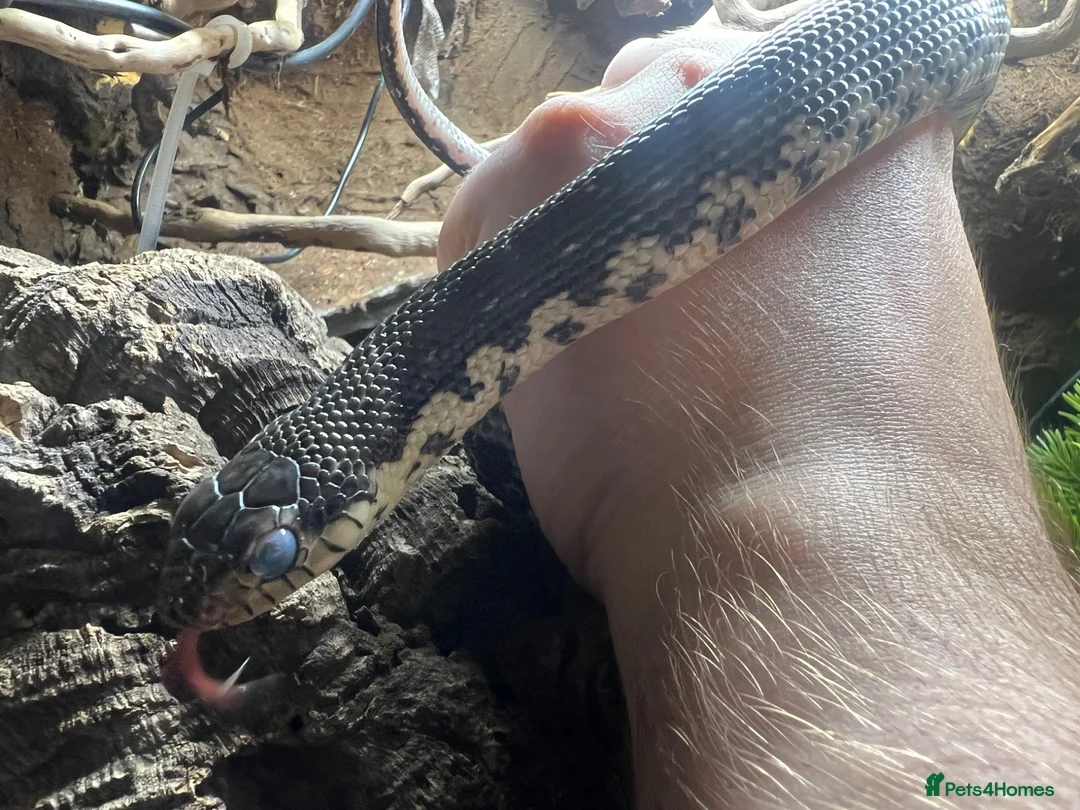 Snake reptiles for sale: CB2025 Giant Madagascan Hognose in Canterbury - Advert 2