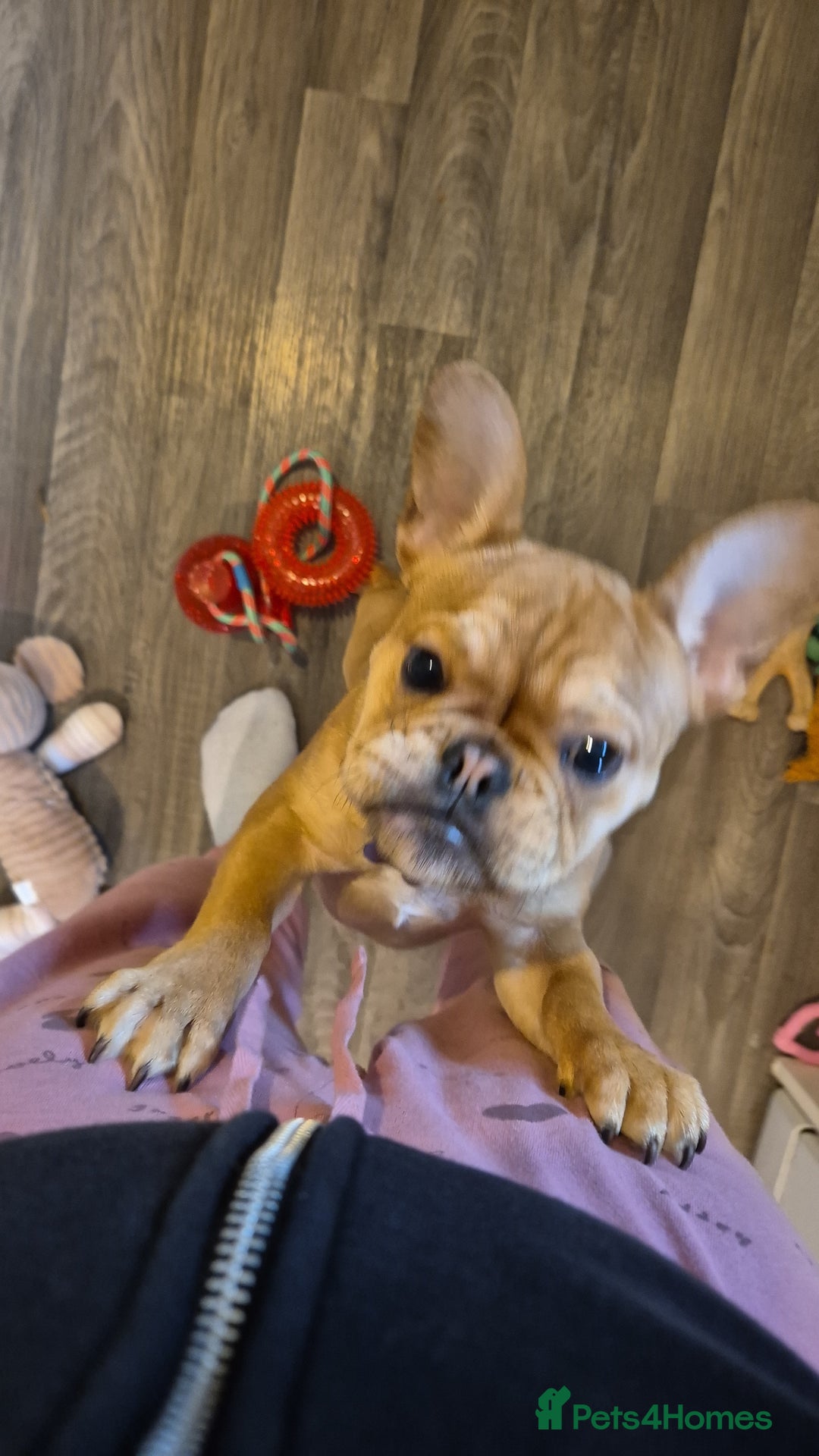 Mixed Breed dogs for sale: 6 Month old girl Frenchie. - Advert 4