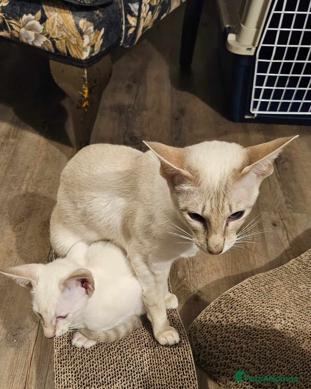 Siamese cats for sale: New lap needed for two GCCF male siamese kittens - Image 18