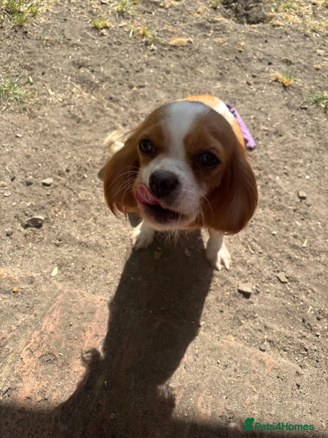 Cavalier King Charles Spaniel dogs for sale: Beautiful litter of cuteness - Advert 8
