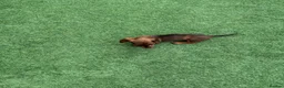 Miniature Dachshund dogs for sale: Miniature Daschund  - Advert 13