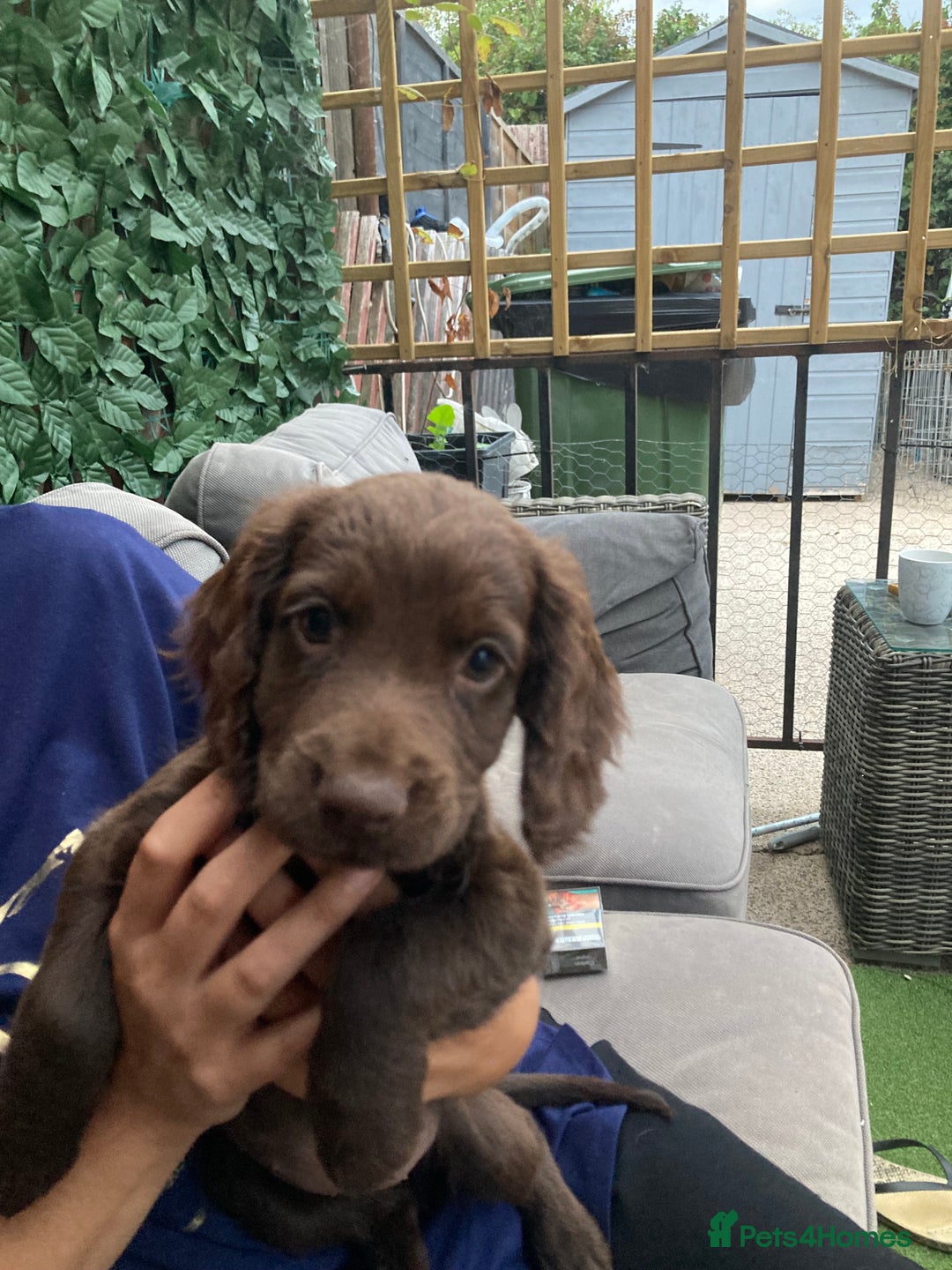 Cocker Spaniel dogs for sale: Cocker spaniels only 2 male’s available  - Image 5