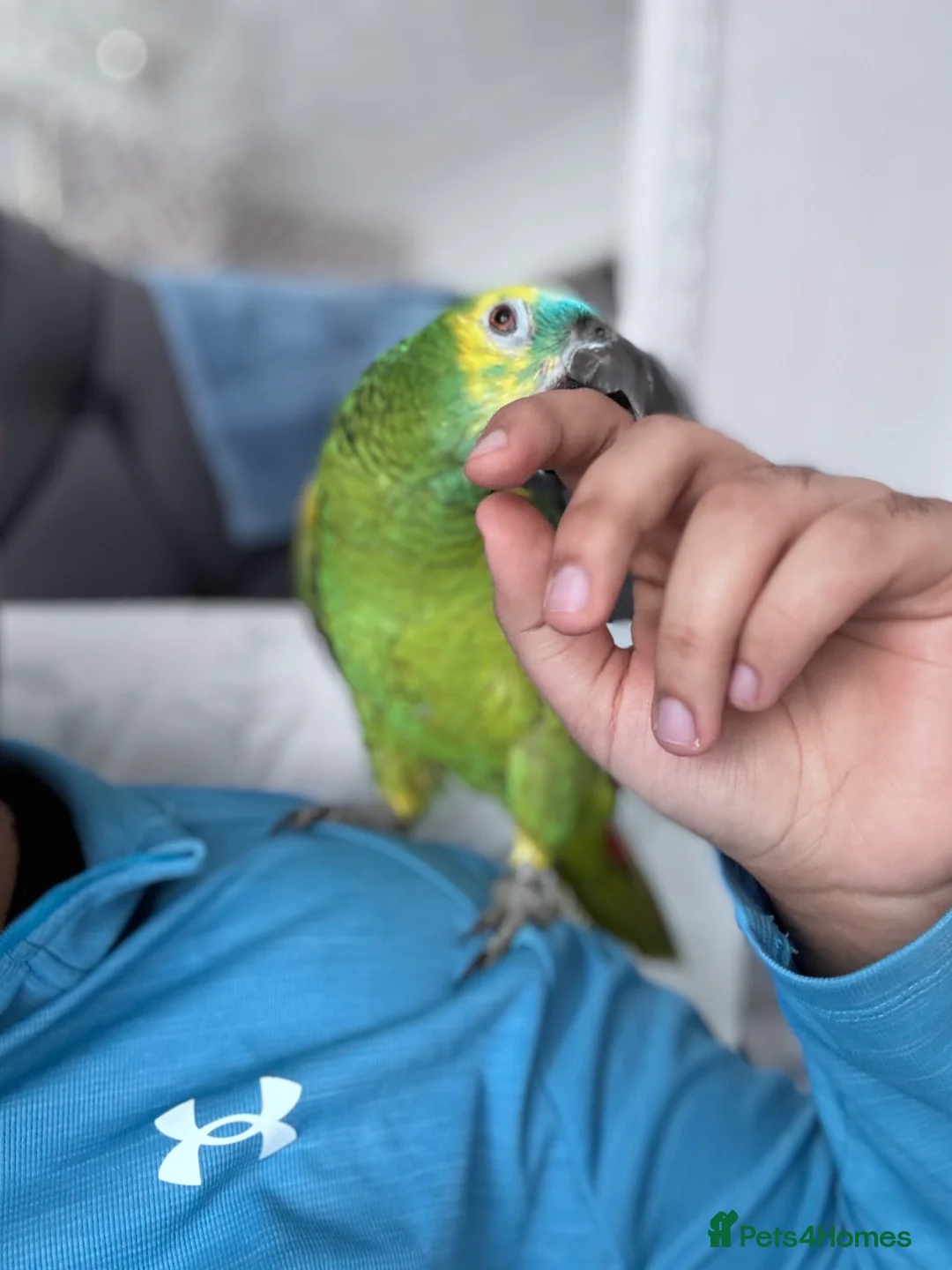 Parrots birds for sale: Blue fronted amazon kimbo  - Advert 3