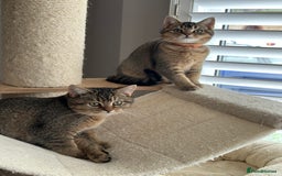 British Shorthair cats for sale: READY NOW! 2 available girls - Advert 8