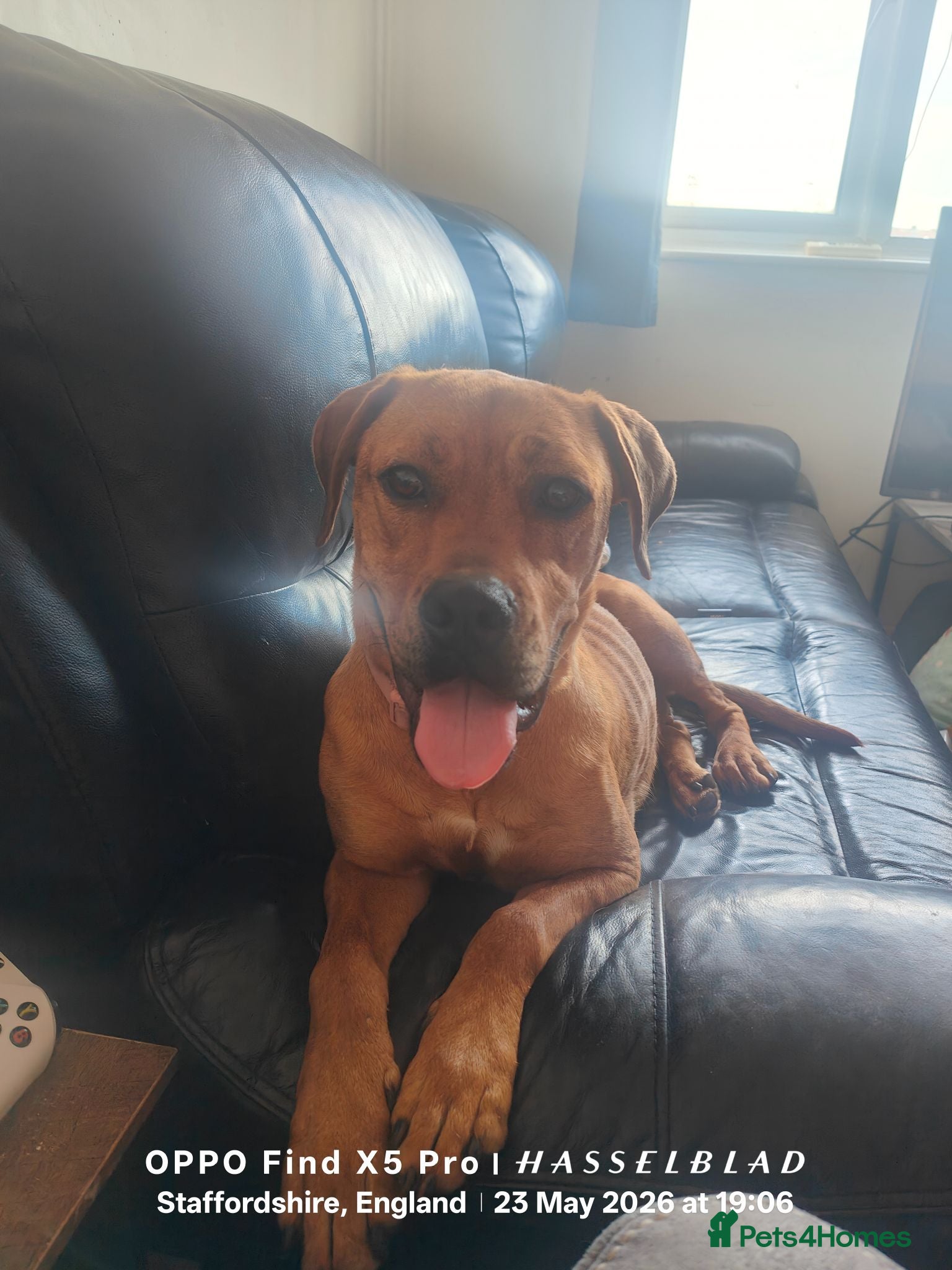 Mixed Breed dogs English mastiff x french mastiff x Staffy - Advert 5
