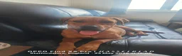 Mixed Breed dogs for sale: English mastiff x french mastiff x Staffy - Advert 1