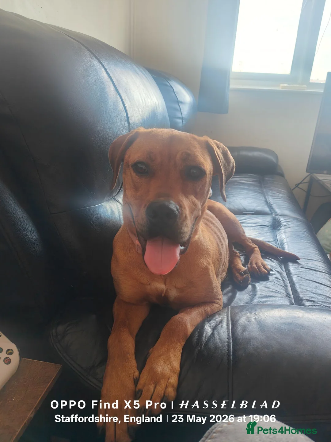 Mixed Breed dogs for sale: English mastiff x french mastiff x Staffy - Advert 1