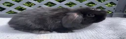 Mini Lop rabbits for sale: Pedigree mini lop babies - Advert 3