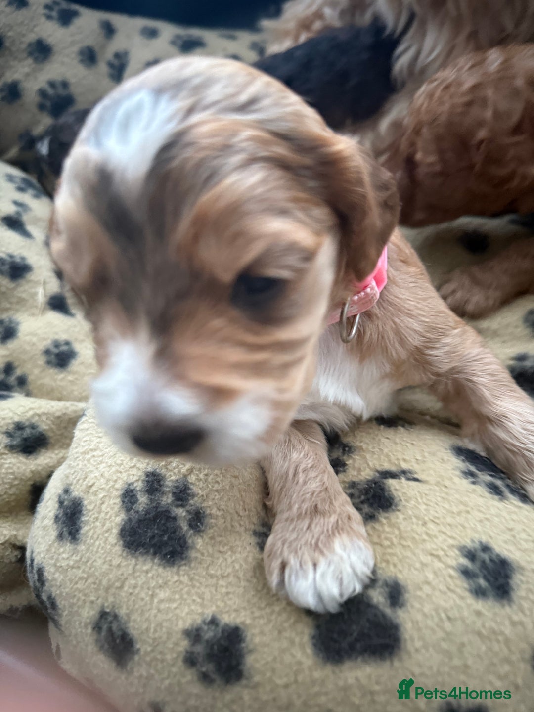 Cockapoo dogs for sale: 5 Beautiful Cockapoo Puppies  - Image 14