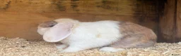 Mini Lop rabbits for sale: Trio of breeding mini lops  - Advert 5