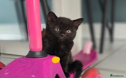 Mixed Breed cats for sale: Black kittens for sale  - Image 11