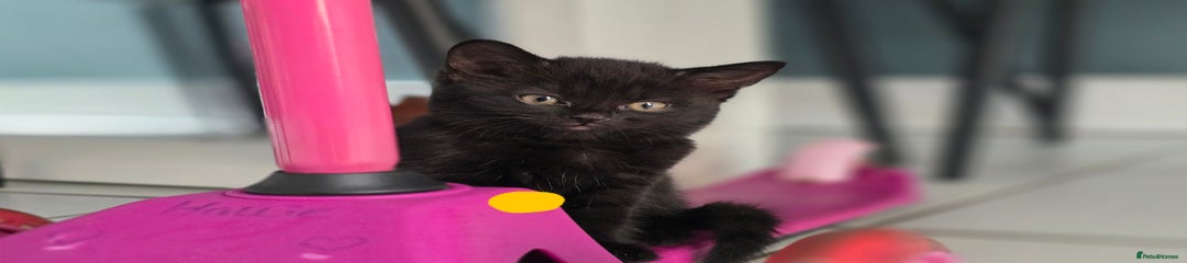 Mixed Breed Kitten 1