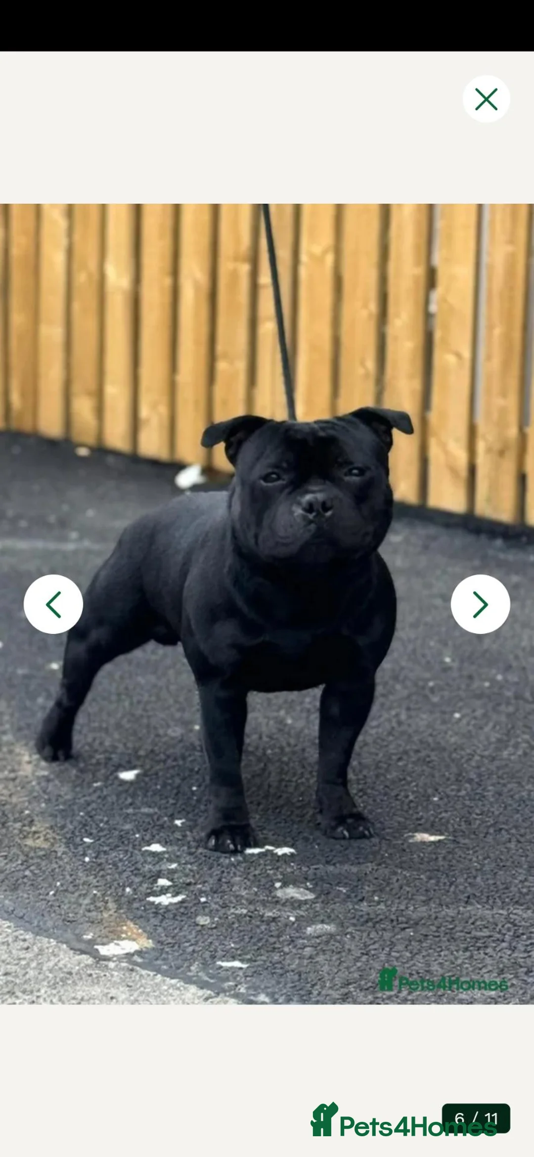 Staffordshire Bull Terrier dogs for sale: Stanning staffordshire bull terriers - Advert 2