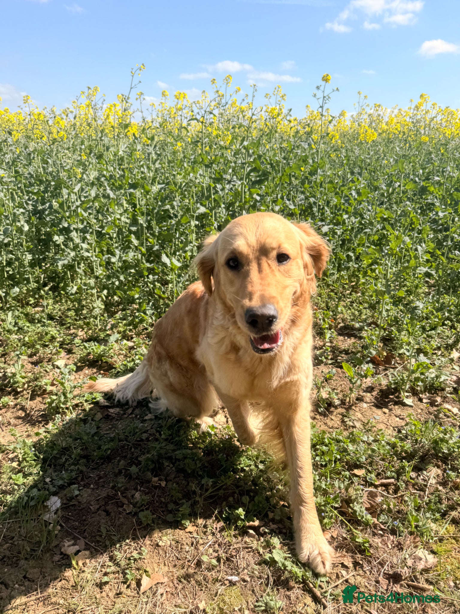 Golden Retriever dogs for sale: Beautiful Golden Retriever Puppys - Advert 2