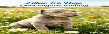 Olde English Bulldogge 2