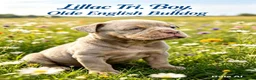 Olde English Bulldogge dogs for sale: Stunning puppies in Gravesend - Advert 5