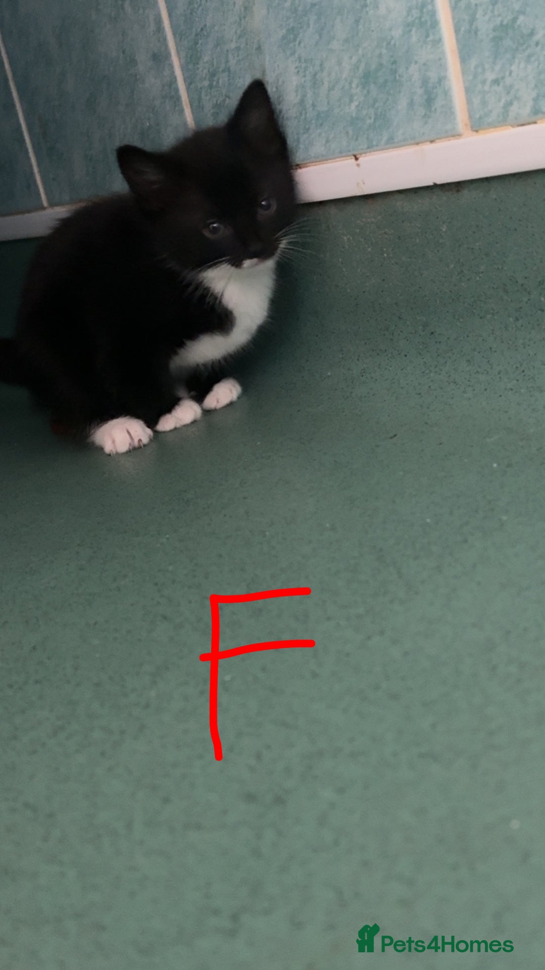 Mixed Breed cats for sale: Kittens for sale  - Image 2