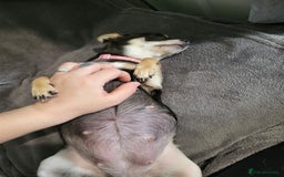 Chihuahua dogs for sale: 3 Male DWKC ** Chihuahuas  - Image 4