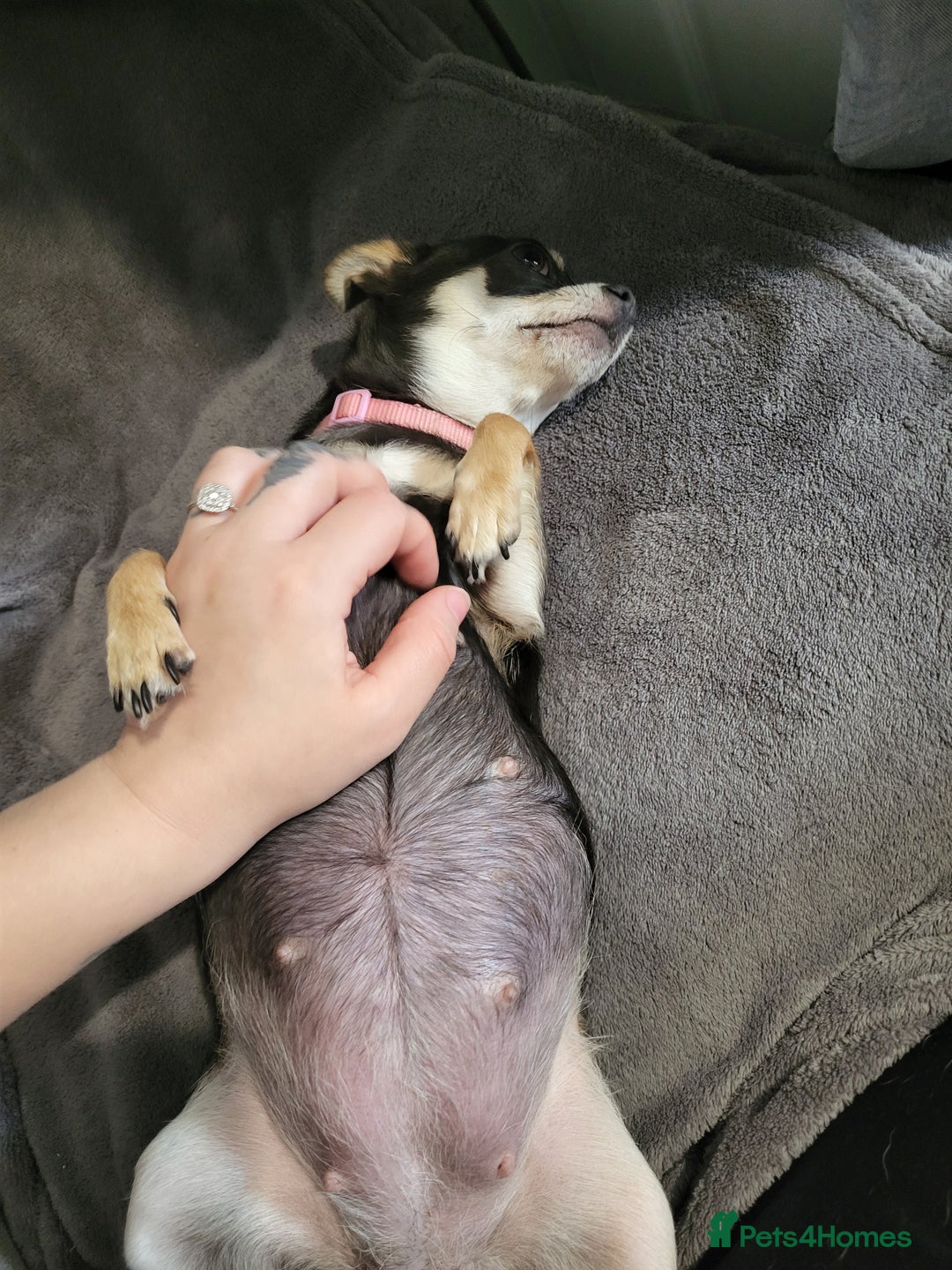 Chihuahua dogs for sale: 3 Male DWKC ** Chihuahuas  - Image 4