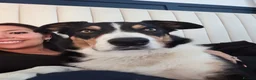 Border Collie dogs for sale: Louie is looking for his forever home  - Advert 1