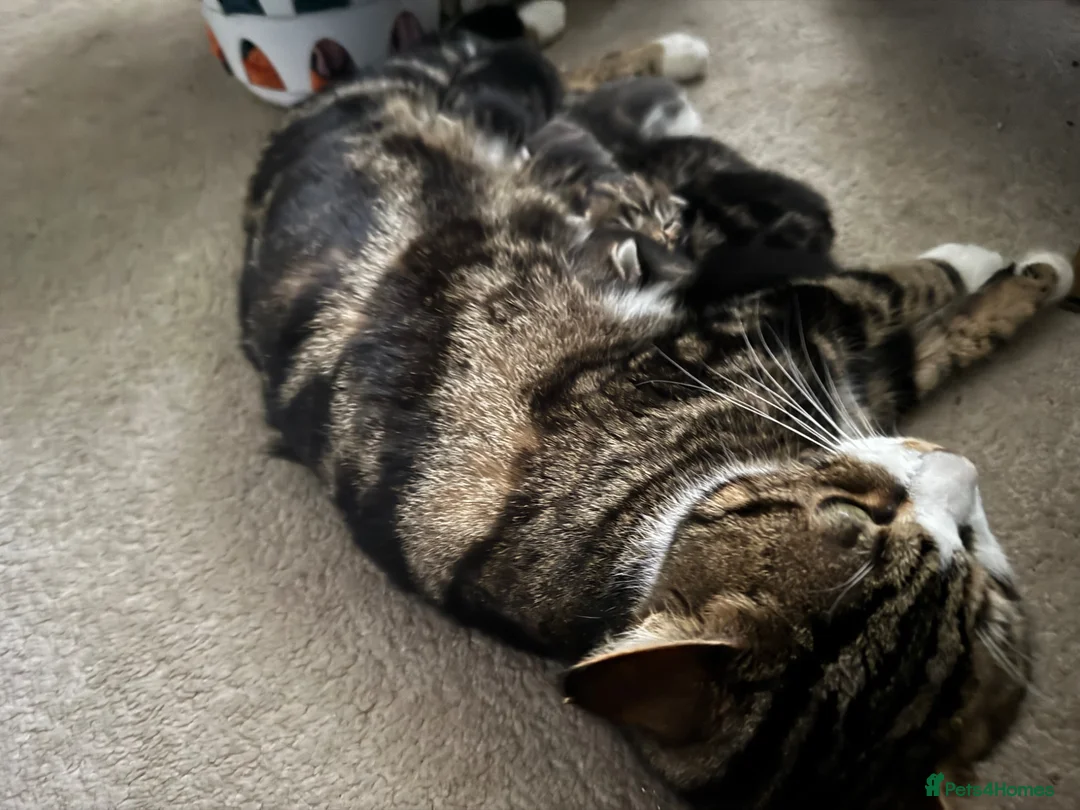 Mixed Breed cats for sale: Tabby kittens for sale in Market Rasen - Advert 13