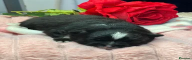 Pomeranian Puppy 4