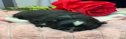 Pomeranian dogs for sale: 👑Perfect Pomeranian puppies 🐶  - Advert 8