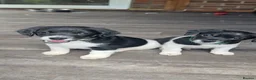 Jack Russell dogs for sale: Stunning jack Russel puppies  - Advert 4