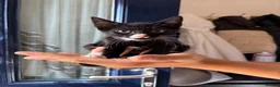 Mixed Breed cats for sale: Three kittens needing homes ASAP in Portsmouth - Advert 4