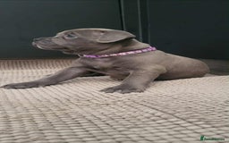 Staffordshire Bull Terrier dogs for sale: Staffordshire Bull Terrier Puppies- Ready Soon! - Image 5